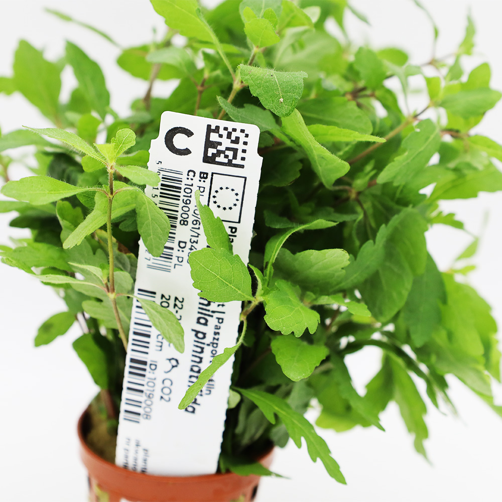 Hygrophila pinnatifida ozdobna roślina do akwarium koszyk XXL